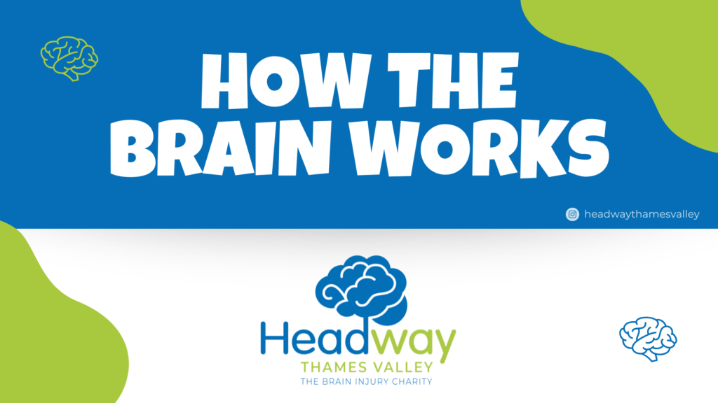 workshop for schools - how the brain works banner